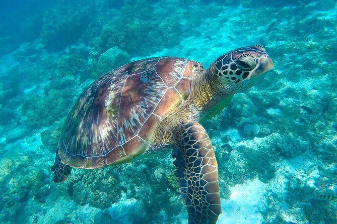 The great snorkeling adventure at the Riviera Maya private tour - Yal-ku Park, Cenote Santa Cruz, Akumal turtles: the flow of a full nature day