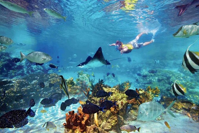 The great snorkeling adventure at the Riviera Maya private tour - Stop 3: Akumal turtle encounter on a beautiful Riviera Maya beach
