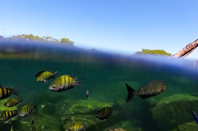 The great snorkeling adventure at the Riviera Maya private tour - Timing, pickup, and how to plan your day without surprises