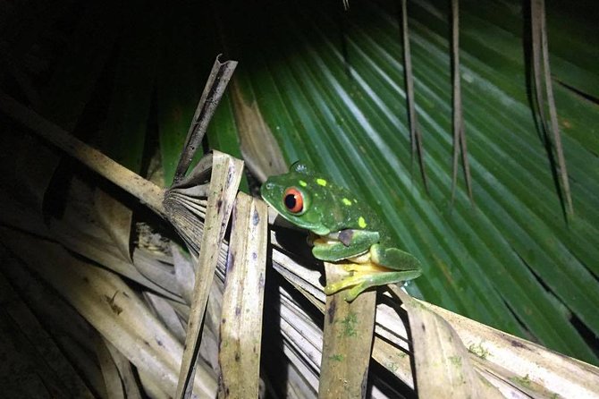 Tour Herpetologico - Why A Herpetologico Tour Hits Different In Puerto Morelos