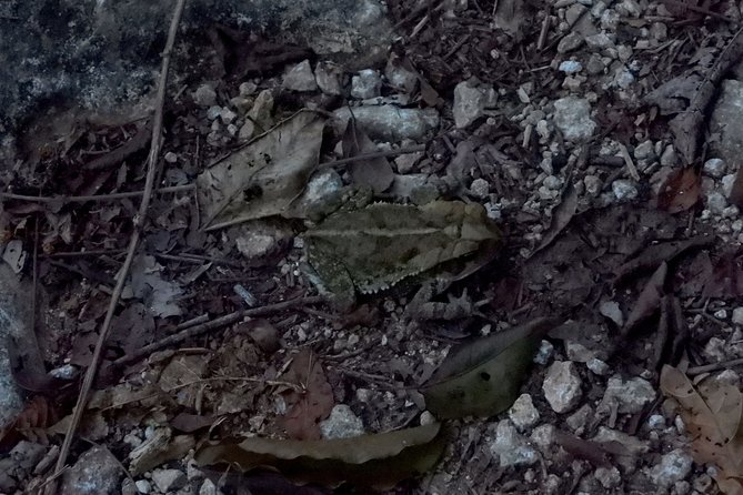 Tour Herpetologico - Spotting Lizards, Frogs, And Other Night Critters Without Handling
