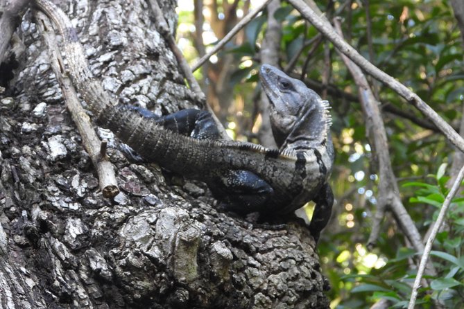 Tour Herpetologico - What The Conservation Message Looks Like In Real Life
