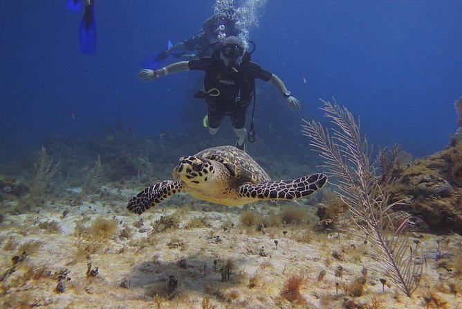 Tulum Akumal Snorkel Tour and 4 Cenotes Small Group All Fees Incl - Tulum Archaeological Site by the beach and a Jaguar Park stop