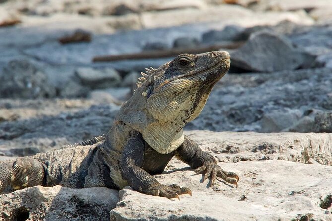 Tulum, Coba ruins and The Cenote 6 hours Private Tour - The value in doing Tulum, Coba, and a cenote in one day