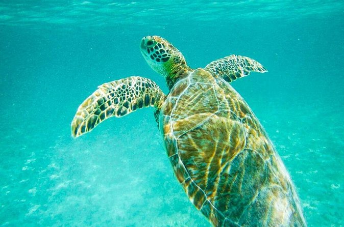 Tulum Ruinas and Tortugas Express - Guides, communication, and why the day stays fun