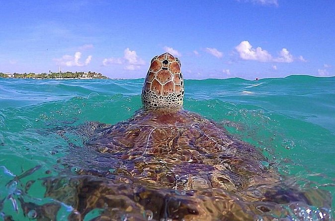 Tulum Ruinas and Tortugas Express - FAQ
