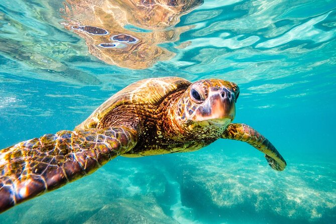 Tulum Ruins and Turtles Express - Price and Fees: The Real Math Before You Pay