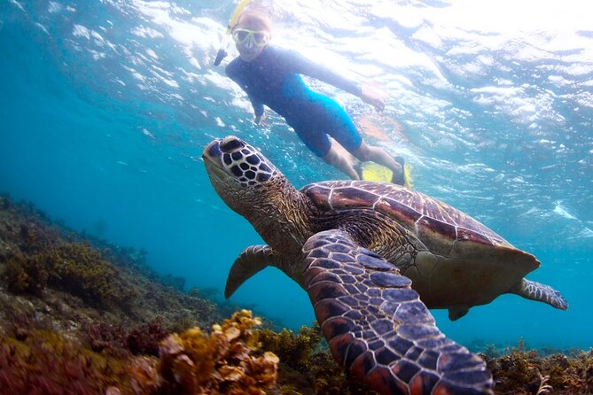 Tulum Ruins and Turtles Express - Snorkeling Comfort: Heat, Gear, and Reef Behavior