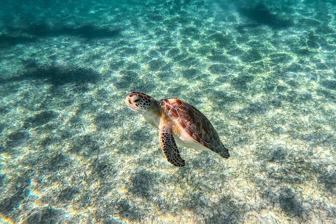 Tulum Ruins, Sea Turtles & Cenote Swim Adventure Tour - Cenote Nohoch Nah Chich: Jungle Swim and Cave Formations