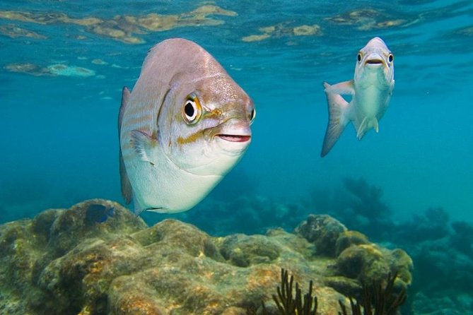 Tulum ruins, Swim with turtles and Cenote From Cancun - Akumal Beach and the practical art of swimming with turtles