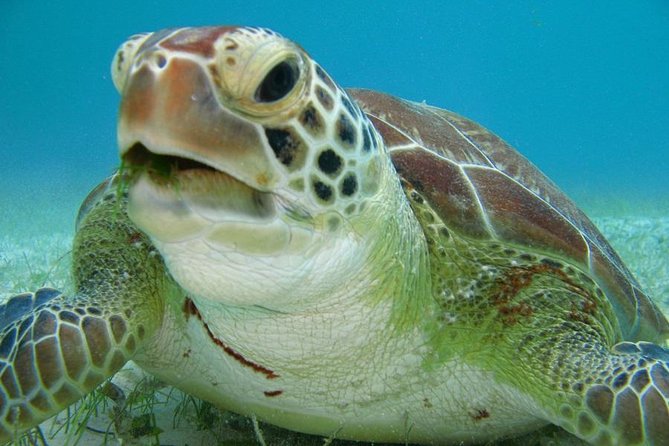 Tulum ruins, Swim with turtles and Cenote from Riviera Maya - Price and Value: What $135 Buys You