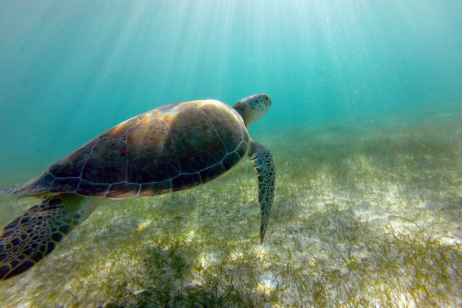 Tulum Ruins, Turtle Sighting and Underground Caves - Price and the extra taxes you should budget for