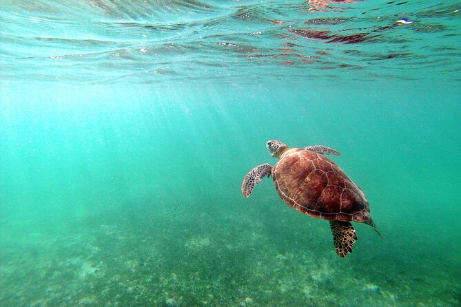 Tulum Ruins, Turtle Sighting and Underground Caves - Who this tour suits best (and who should skip it)