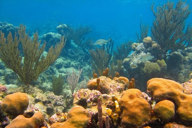 Turtles and Cenote from Riviera Maya - Price and Value: Is $110 a Good Deal for Cenote Plus Akumal?
