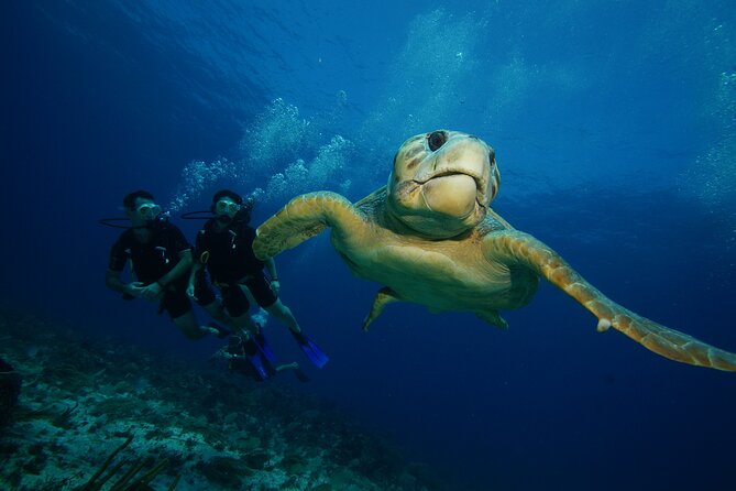 Two Dives and Class for Begginers Divers in Cancun - Pool Skills That Make the Ocean Feel Normal