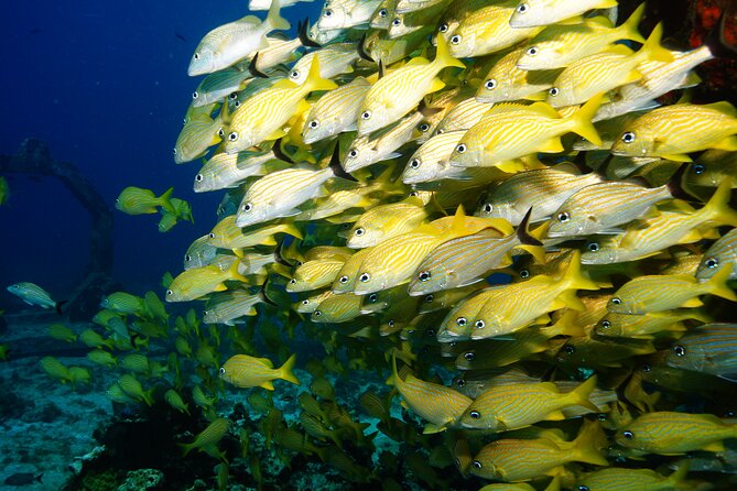 Two Dives and Class for Begginers Divers in Cancun - Weather, Boats, and Why Timing Starts at 10:00am