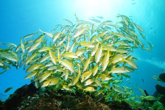Two Dives and Class for Begginers Divers in Cancun - Your 10am Start, Medical Check, and the Real Schedule