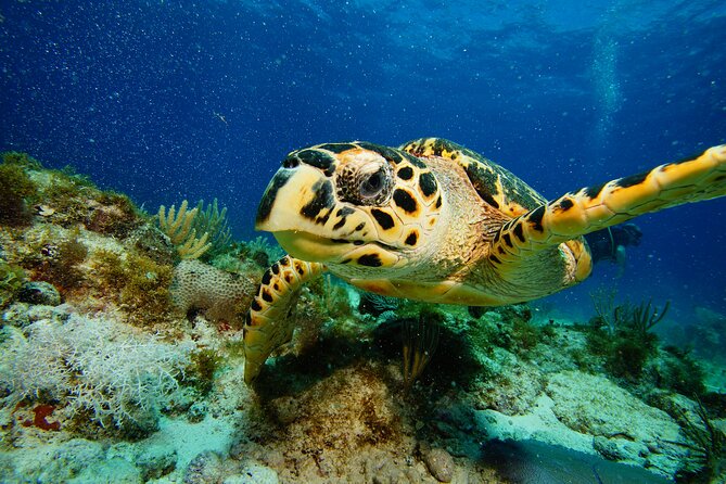 Two Reefs For Certified Divers in Cancun - Punta Negra Reef at About 55 Feet: Coral, Fish, and Possible Rays