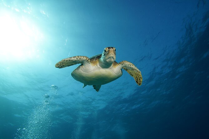 Two Reefs For Certified Divers in Cancun - Horse Shoe Reef as Part of the Same Reef Planning Set