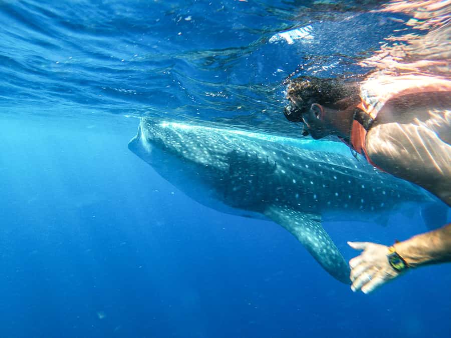 Whale Shark Adventure from Isla Mujeres - Key things that make this whale shark snorkel work