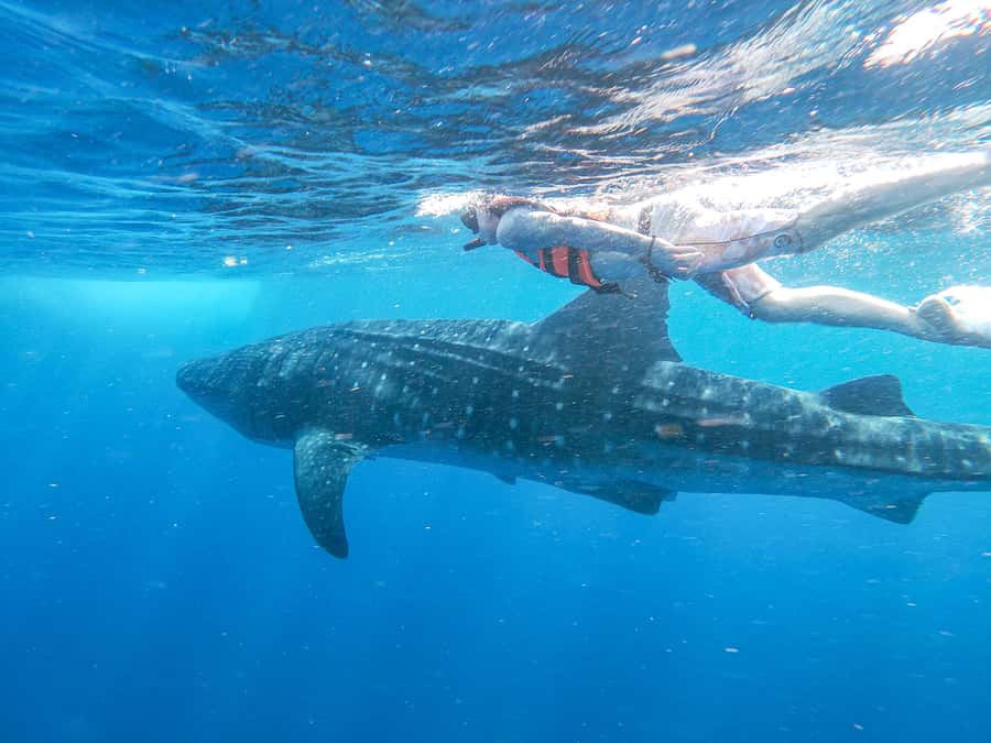 Whale Shark Adventure from Isla Mujeres - Getting To Black Pearl Dock in Isla Mujeres