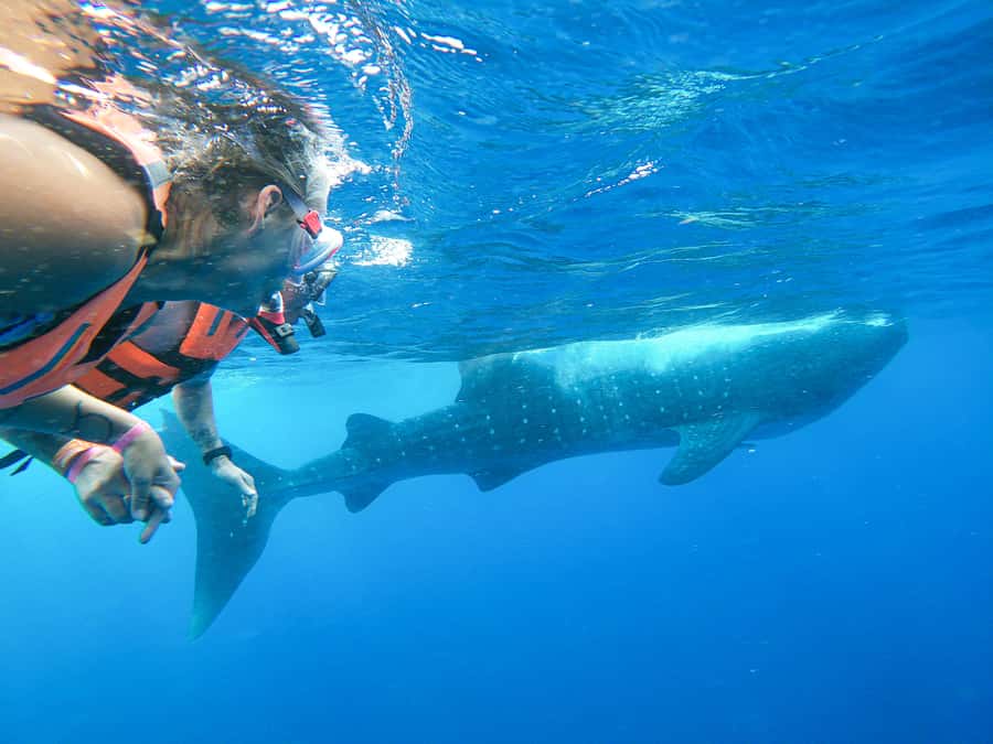 Whale Shark Adventure from Isla Mujeres - Where you look: May to September whale shark season off Isla Mujeres