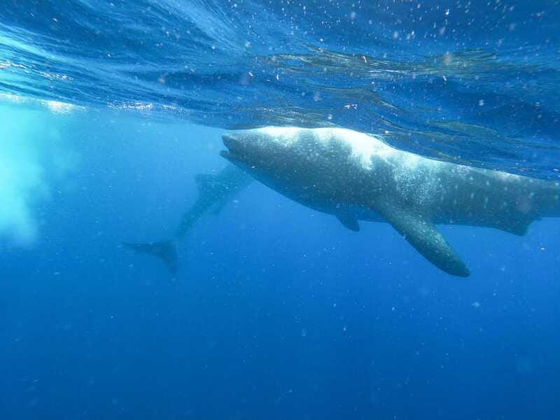 Whale Shark Adventure from Isla Mujeres - The wildlife hunt: dolphins, manta rays, and flying fish along the way