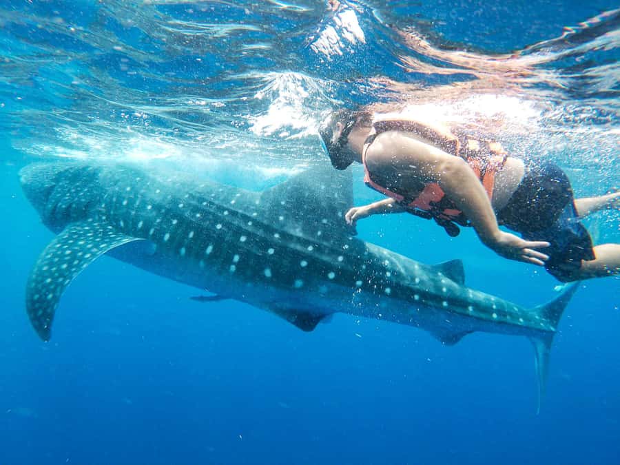 Whale Shark Adventure from Isla Mujeres - The snorkel moment: swimming near the largest fish on Earth