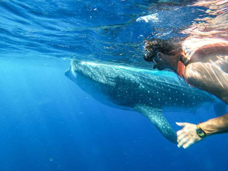Whale Shark Adventure from Isla Mujeres - Who should book this whale shark adventure