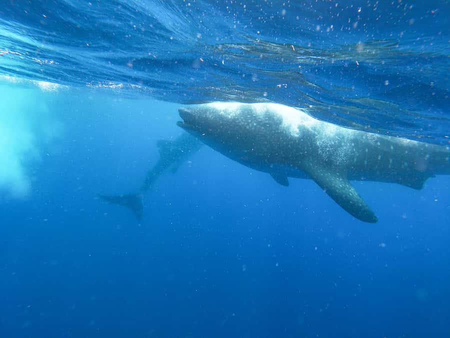 Whale Shark Adventure from Isla Mujeres - The boat ride: comfortable on paper, still bring your comfort plan