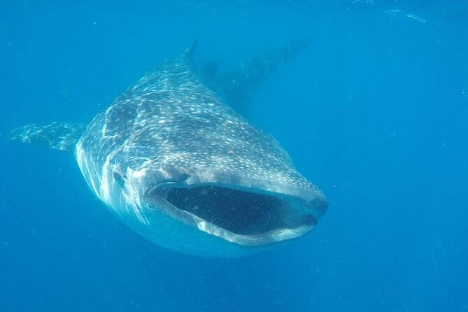 Whale Shark Adventure in Isla Mujeres and Cancun - The 10-person boat day: what the ride feels like