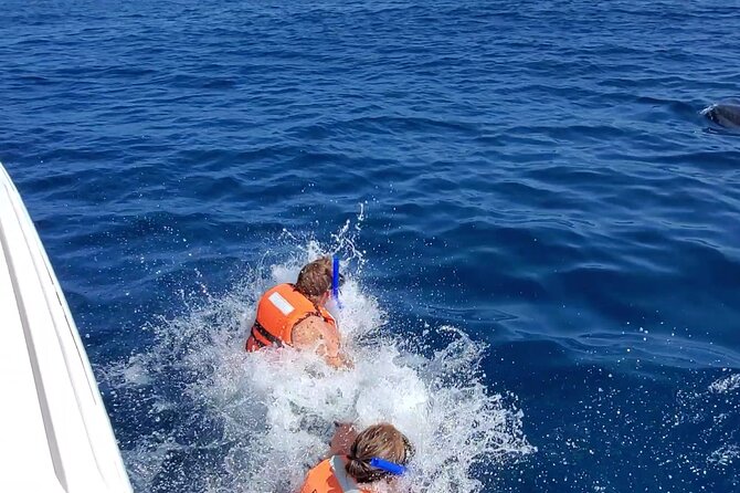 Whale Shark Adventure in Isla Mujeres and Cancun - How the whale shark encounters actually work in the water