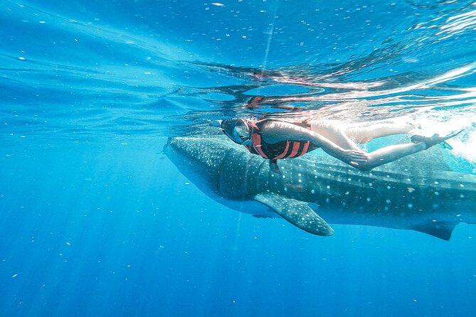 Whale Shark Adventure in Isla Mujeres and Cancun - Food and timing: snacks, lunch, and that ceviche-style payoff
