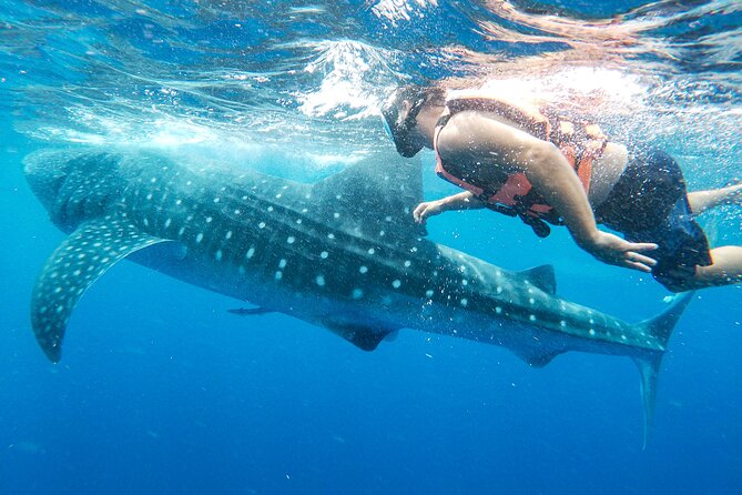 Whale Shark Adventure in Isla Mujeres and Cancun - Getting in and out of the boat: small risk, easy fix
