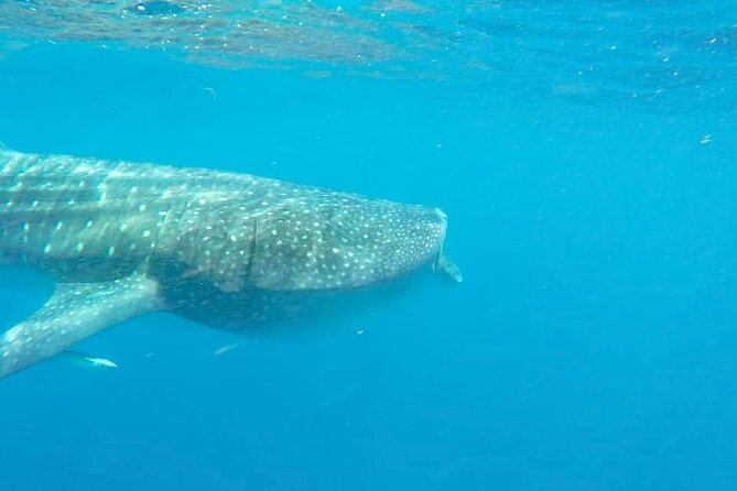 Whale Shark Adventure in Isla Mujeres and Cancun - Swimming comfort and physical fitness: what moderate really means