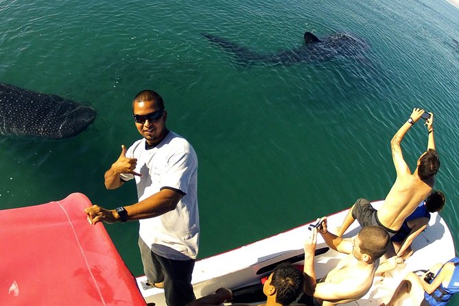 Whale Shark from Cancun, Riviera Maya and Tulum All Inclusive - Whale Shark Day from Cancun: What the 8 Hours Really Feels Like