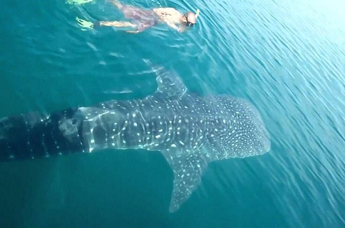 Whale Shark from Cancun, Riviera Maya and Tulum All Inclusive - Isla Mujeres Stop One: North Beach Break and Playa Norte Ceviche