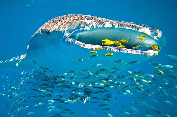 Whale Shark from Cancun, Riviera Maya and Tulum All Inclusive - Whale Shark Watching and Up to Three Swims