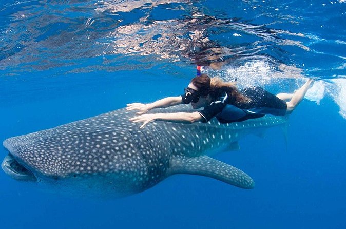 Whale Shark from Cancun, Riviera Maya and Tulum All Inclusive - Snorkeling Setup: Gear Included, So You Can Focus on Being Calm