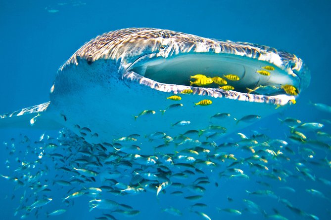 Whale Shark from Cancun, Riviera Maya and Tulum All Inclusive - Food and Drinks: Light Breakfast, Then Ceviche and Free Time