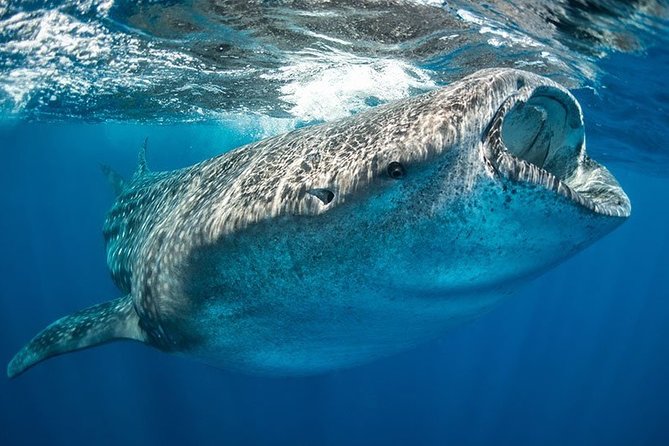 Whale Shark from Cancun, Riviera Maya and Tulum All Inclusive - Price and Value: Is $190 Worth It?