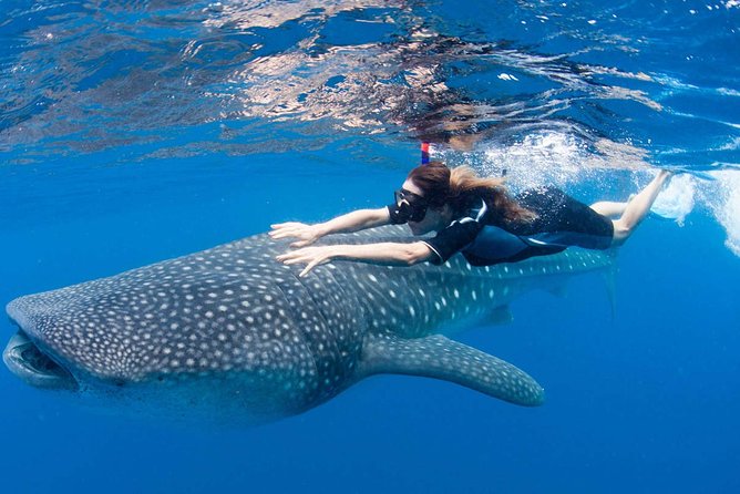 Whale Shark from Cancun, Riviera Maya and Tulum All Inclusive - The Speed Boat Ride: Fast Access, Simple Comfort