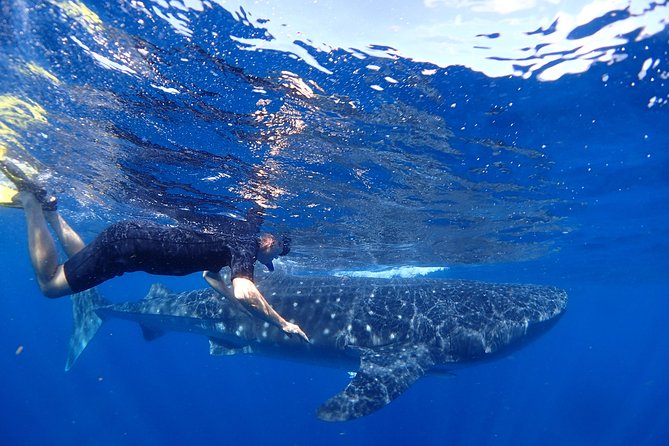 Whale Shark & Manta Ray Snorkel -(May-Sept) Only 10pp per Boat - Key Highlights to Know Before You Go