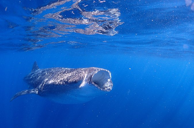 Whale Shark & Manta Ray Snorkel -(May-Sept) Only 10pp per Boat - Wildlife Bonus: Dolphins, Sea Turtles, and Birds on the Return