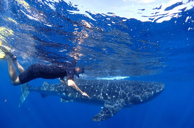 Whale Shark & Manta Ray Snorkel -(May-Sept) Only 10pp per Boat - Price and Value: Is $160 Worth It?