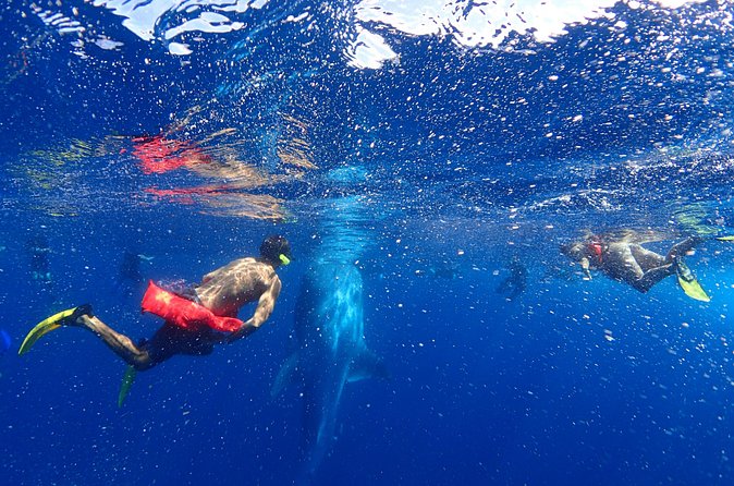 Whale Shark & Manta Ray Snorkel -(May-Sept) Only 10pp per Boat - A Few Practical Tips That Will Improve Your Day
