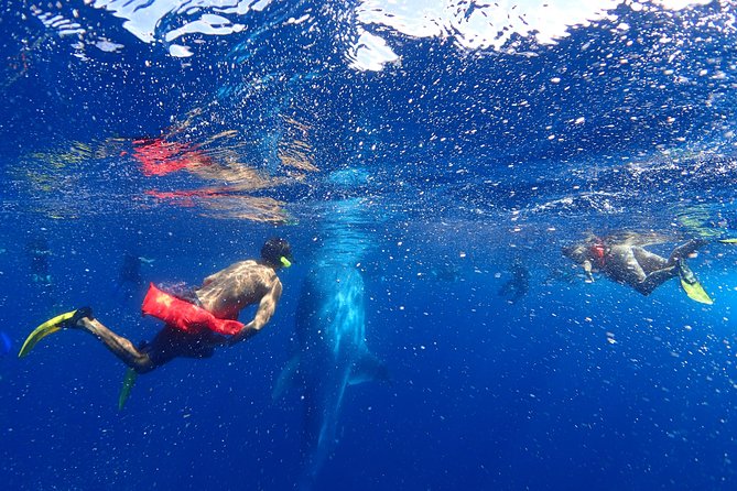 Whale Shark & Manta Ray Snorkel -(May-Sept) Only 10pp per Boat - The Swim Plan: Life Jackets, Rotations, and Seeing 3 to 4 or More