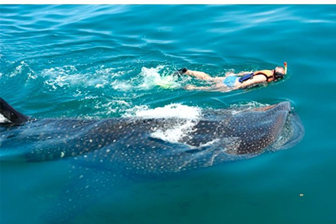 Whale Shark Swim Adventure SMALL GROUP from Cancun - Cancun pickup and the early run to the whale shark area