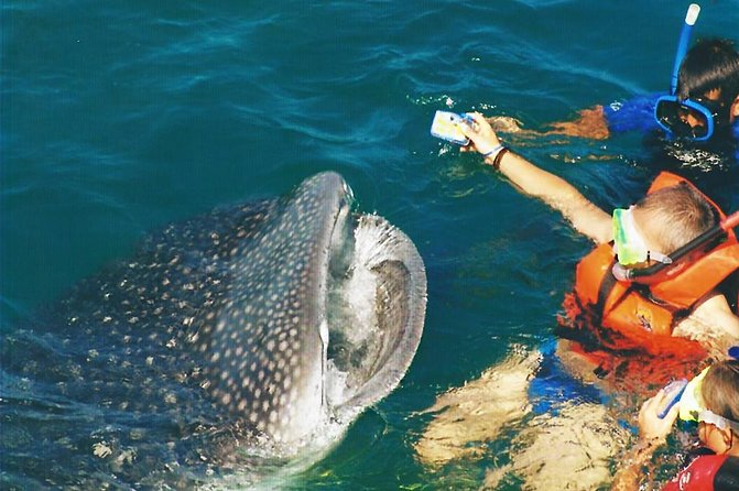 Whale Shark Swim Adventure SMALL GROUP from Cancun - What the 30-foot boat ride feels like, and why group size matters