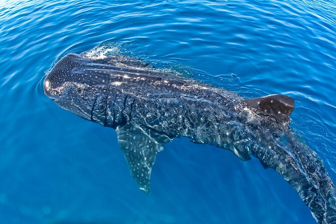Whale Shark Swim Adventure SMALL GROUP from Cancun - Light ceviche lunch: the easy payoff after the water time